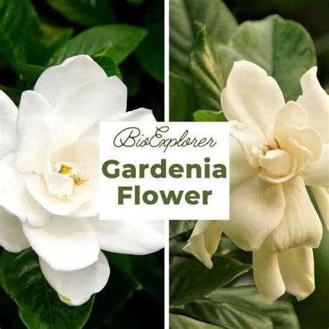 cape jasmine vs gardenia.